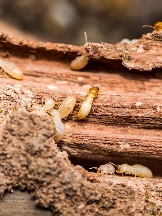 Brands,  Businesses, Places & Professionals Cream City Termite Removal Experts in West Allis WI