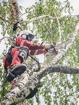 Brands,  Businesses, Places & Professionals Earl’s Oak Ridge Tree Service in Oak Ridge TN