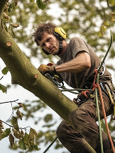 ArboristsWellington.co.nz