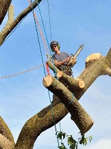 Brands,  Businesses, Places & Professionals Wigan Tree Services in Wigan 