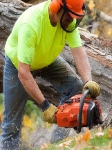 Brands,  Businesses, Places & Professionals Tree Service in Venice in Venice FL