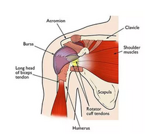 Shoulder Pain Specialists