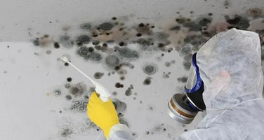 Complete Mold Services: Safeguarding Your Home and Health