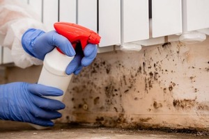 Mold Remediation Services: Reviving Your Home's Health and Comfort