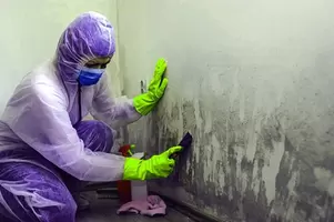 Comprehensive Guide to Professional Mold Removal Services in Myrtle Beach