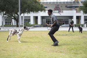 Through the Leash Dog Behavior & Training: the Key to a Happy and Well-behaved Dog