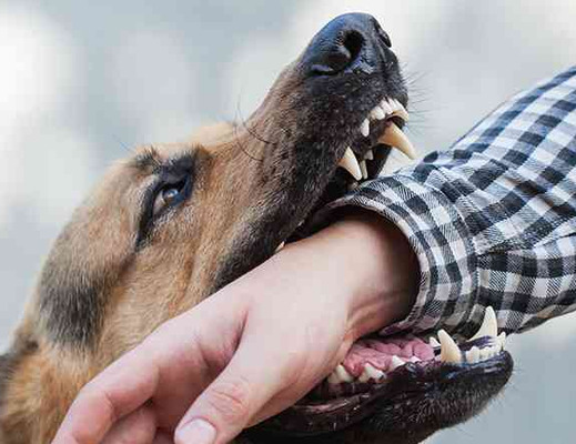 Get the Compensation you deserve with Murrieta Dog Bite Lawyer