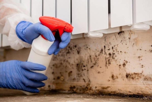 Mold Remediation Services: Reviving Your Home's Health and Comfort