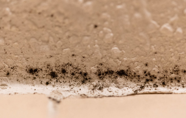 Basement Mold: How to Find Out and Treat it