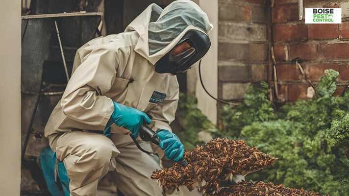 Reliable Pest Solutions for Your Home or Business in Boise