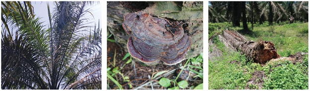 Bahaya Jamur Ganoderma untuk Perkebunan Kelapa Sawit Indonesia