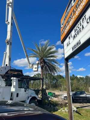 Professional Tree Removal Services in Pascagoula, MS